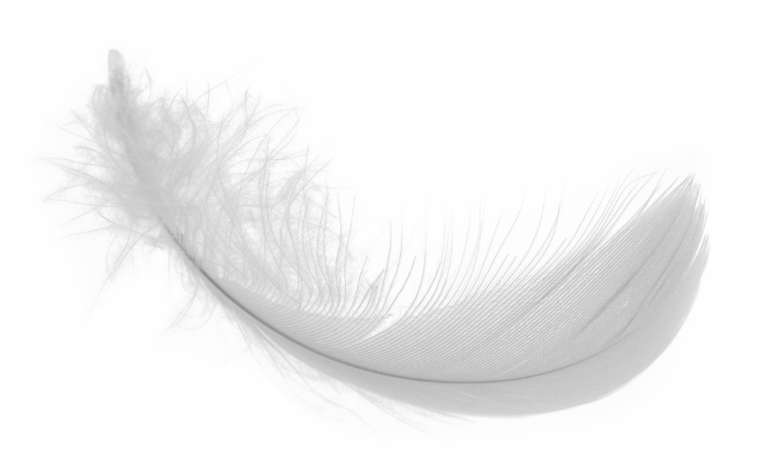 White Feather PNG Download Image Steel Bones   White Feather PNG Download Image 1080x663 